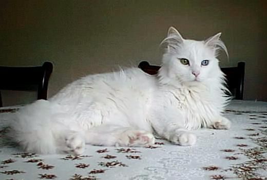 Chat val doise